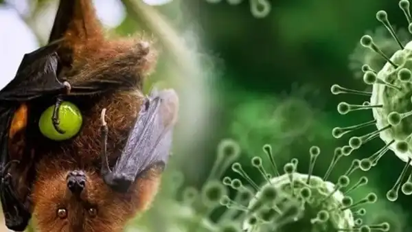Bộ Y tế khuyến cáo không tiếp xúc, ăn thực phẩm từ động vật hoang dã để phòng bệnh do virus Nipah