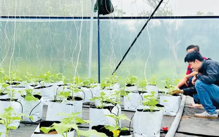 Huế: Phát triển các mô hình hợp tác xã kiểu mới theo hướng xanh, bền vững, giàu bản sắc
