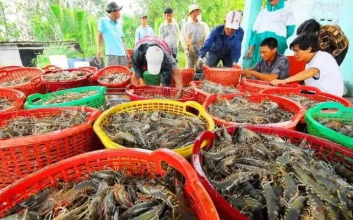Trung Quốc lần đầu vượt Mỹ, trở thành thị trường số 1 của tôm Việt Nam