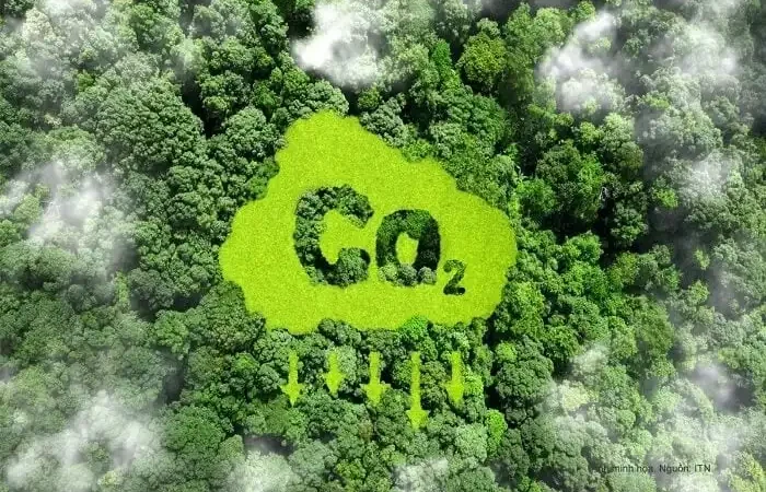 Khai thác tiềm năng hấp thụ carbon từ hơn 4 triệu ha rừng trồng