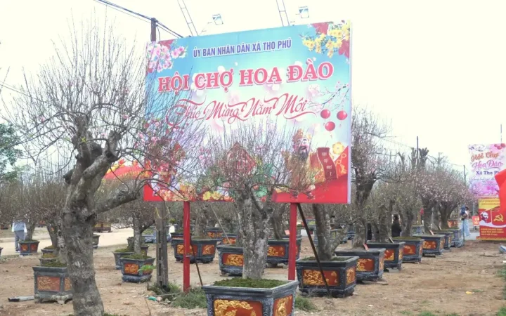 Rộn ràng hội chợ hoa đào tại xứ Thanh mừng Xuân Bính Ngọ 2026