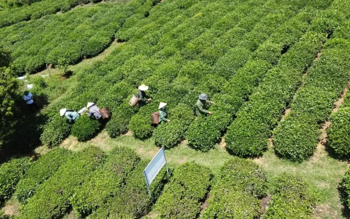 Thanh Hoá hoàn thiện chính sách để nông nghiệp bứt phá giai đoạn mới