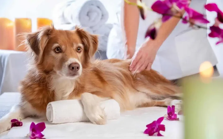 Chi tiền chăm sóc sức khỏe toàn diện cho thú cưng