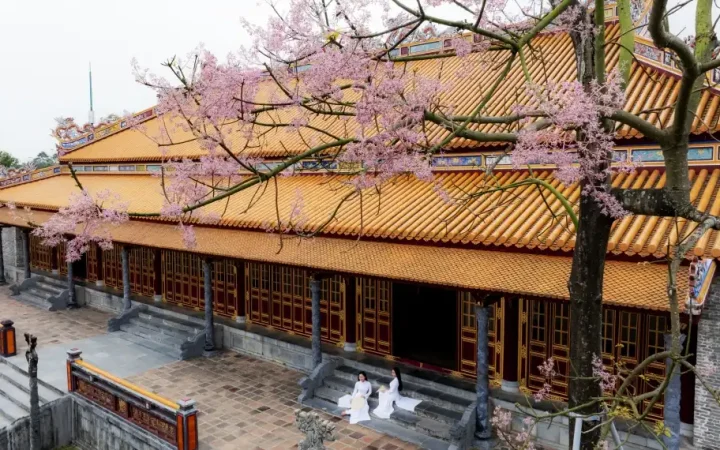 Sắc tím ngô đồng gọi mùa ở Huế, níu chân du khách